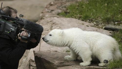 Флоке — новая звезда Германии — затмила по популярности медвежонка Кнута