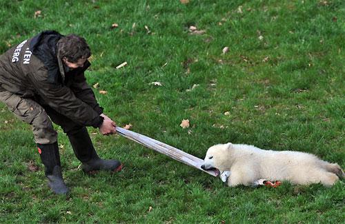 Флоке — новая звезда Германии — затмила по популярности медвежонка Кнута