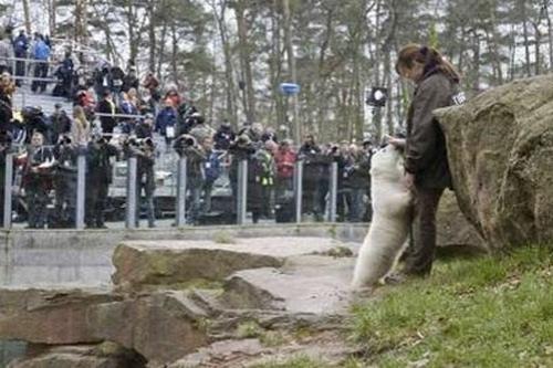 Флоке — новая звезда Германии — затмила по популярности медвежонка Кнута