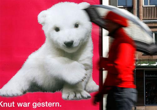 Флоке — новая звезда Германии — затмила по популярности медвежонка Кнута