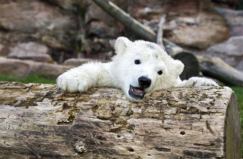 Флоке — новая звезда Германии — затмила по популярности медвежонка Кнута