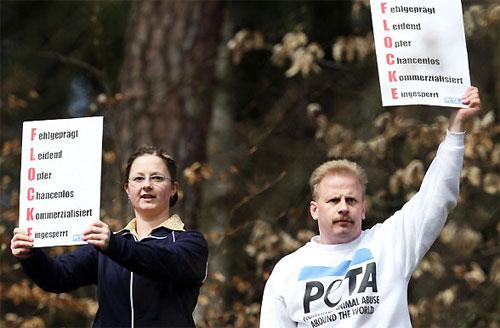 Флоке — новая звезда Германии — затмила по популярности медвежонка Кнута