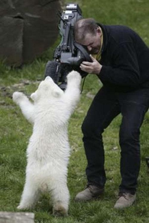 Флоке — новая звезда Германии — затмила по популярности медвежонка Кнута