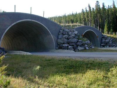 Мосты для животных, сделанные человеком