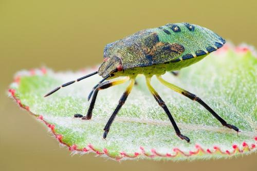 Удивительные портреты насекомых