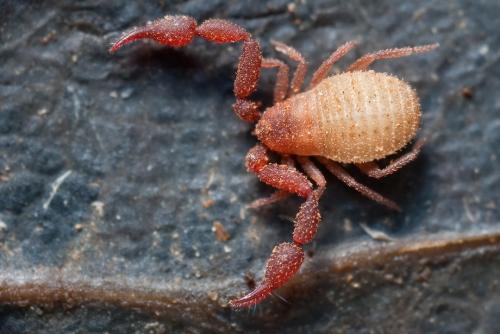 Удивительные портреты насекомых