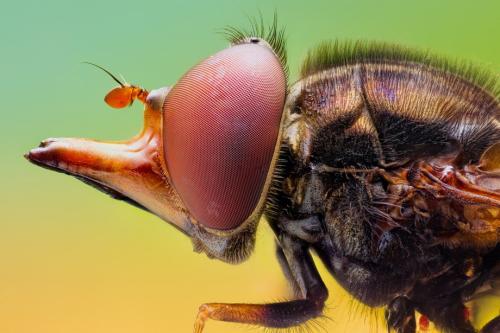 Удивительные портреты насекомых