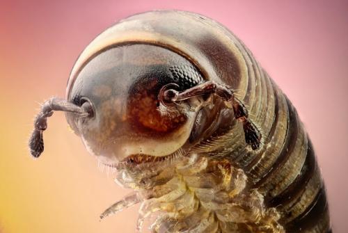 Удивительные портреты насекомых