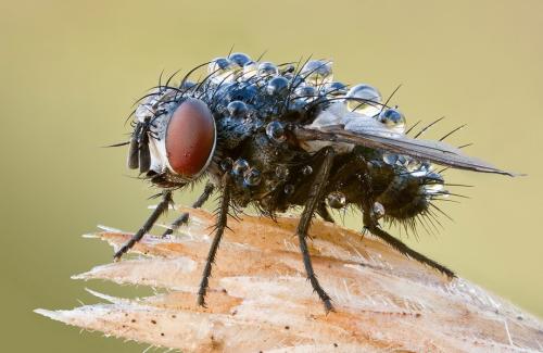Удивительные портреты насекомых