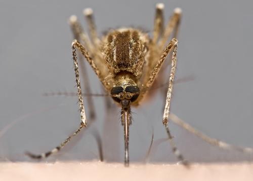 Удивительные портреты насекомых