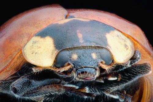 Удивительные портреты насекомых