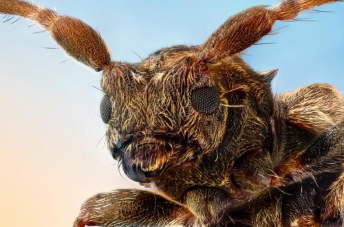 Удивительные портреты насекомых