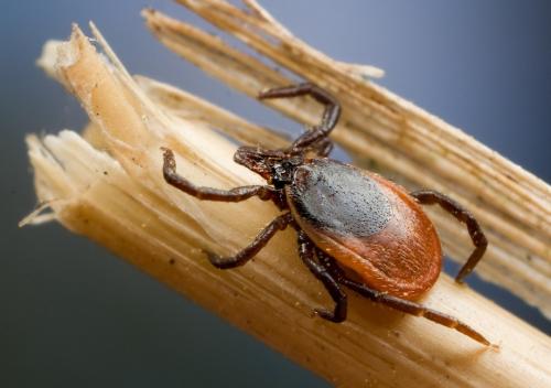 Удивительные портреты насекомых