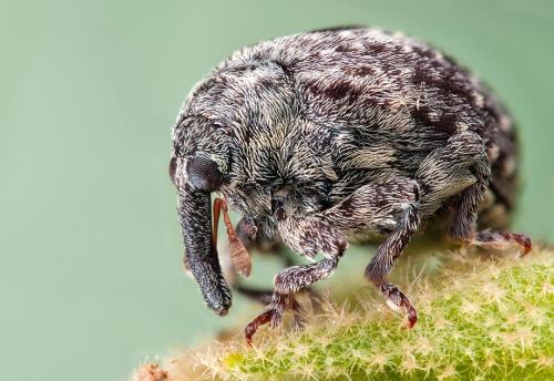 Удивительные портреты насекомых