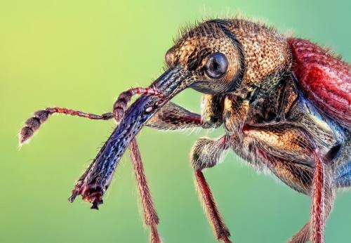 Удивительные портреты насекомых