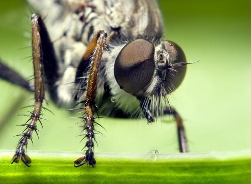 Удивительные портреты насекомых