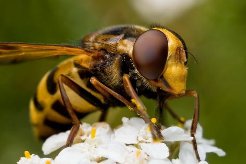 Удивительные портреты насекомых
