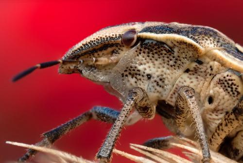 Удивительные портреты насекомых