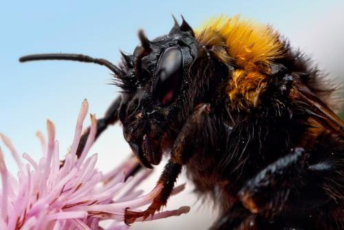 Удивительные портреты насекомых