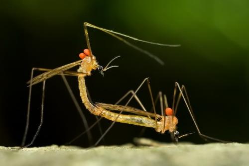 Удивительные портреты насекомых