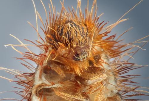 Удивительные портреты насекомых