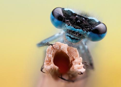 Удивительные портреты насекомых