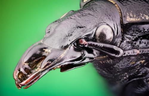 Удивительные портреты насекомых