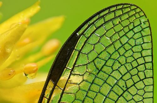 Удивительные портреты насекомых