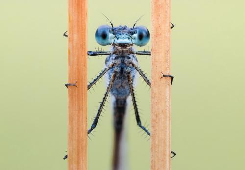 Удивительные портреты насекомых