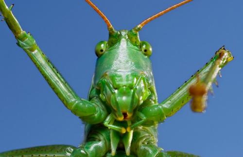 Удивительные портреты насекомых