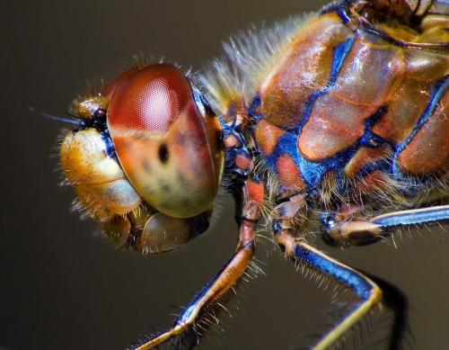 Удивительные портреты насекомых