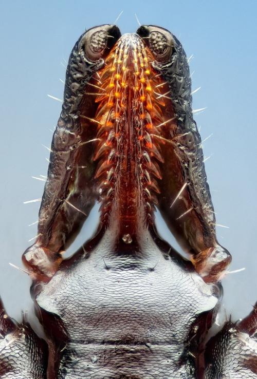 Удивительные портреты насекомых