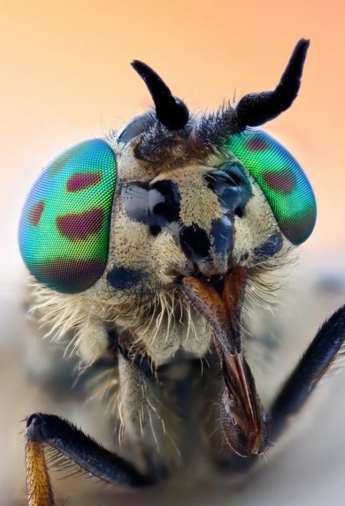 Удивительные портреты насекомых