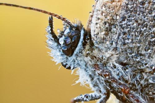 Удивительные портреты насекомых