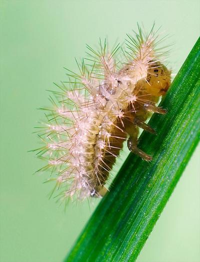 Удивительные портреты насекомых