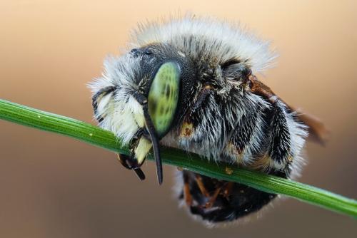 Удивительные портреты насекомых