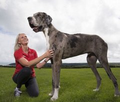 Самая высокая собака в мире — двухметровый дог весом 76 кг