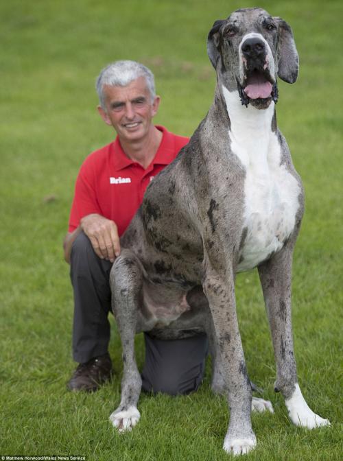 Самая высокая собака в мире — двухметровый дог весом 76 кг