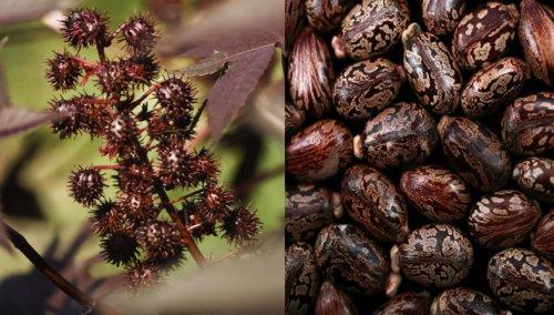 Топ-10: Ядовитые растения, которые выглядят съедобными