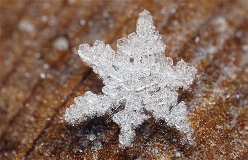 Зимний макромир: снежинки и иней