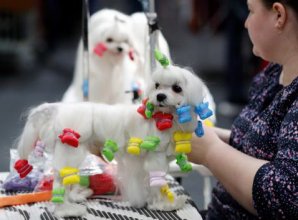 Crufts Dog Show 2018: как прошла крупнейшая в Европе выставка собак