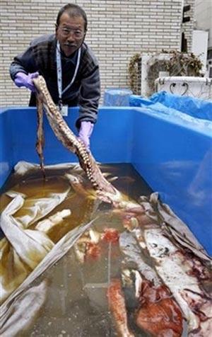 Глубоководное морское чудище  показалось людям