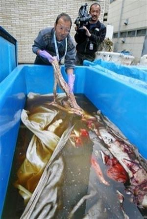 Глубоководное морское чудище  показалось людям