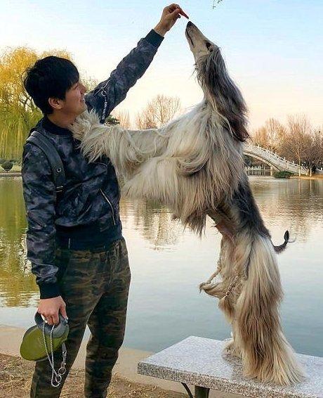 Китаец тратит  в месяц на уход за шерстью своей собаки