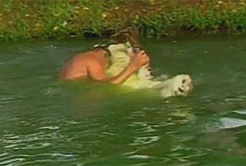 Сентиментальный крокодил срывает апплодисменты