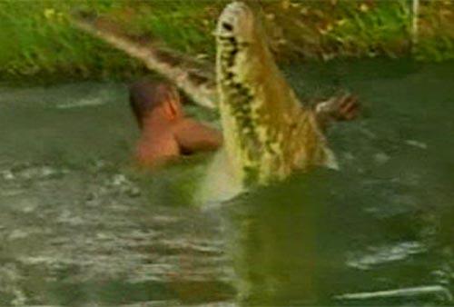 Сентиментальный крокодил срывает апплодисменты