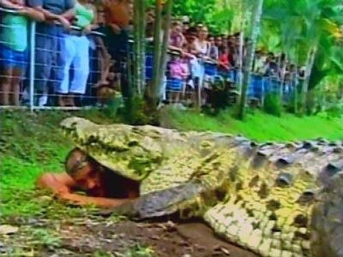 Сентиментальный крокодил срывает апплодисменты