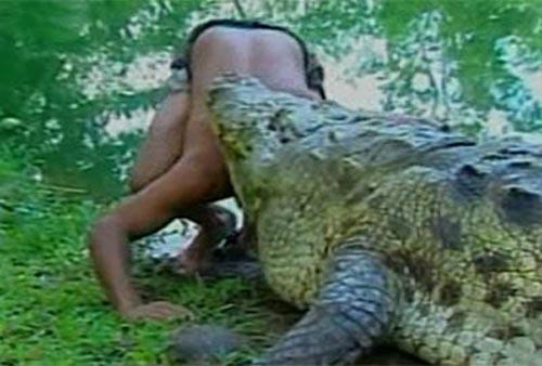 Сентиментальный крокодил срывает апплодисменты