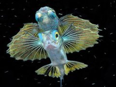 Лучшие краски подводного мира