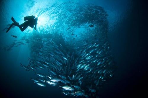 Лучшие краски подводного мира